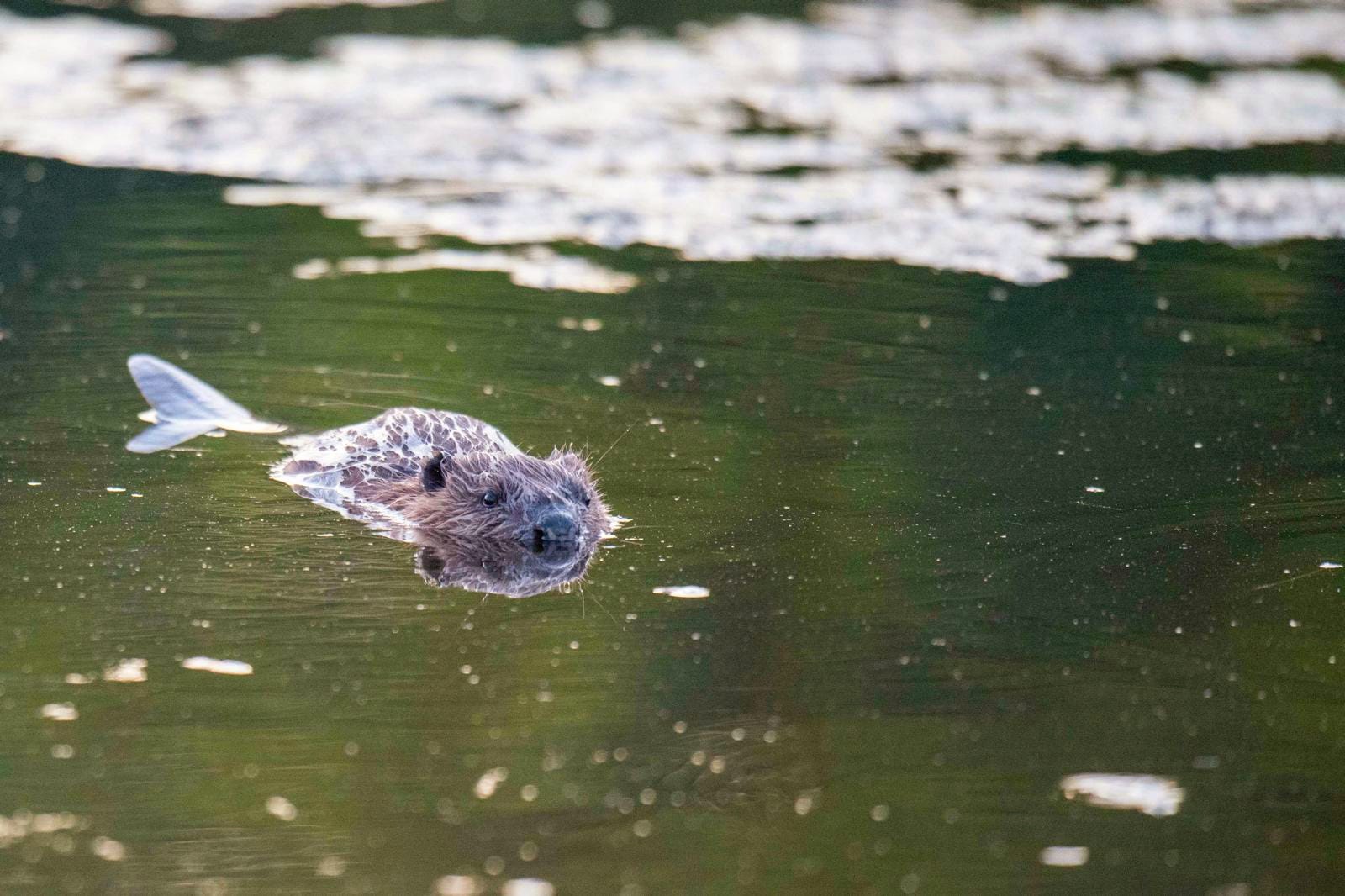 Baby Beaver